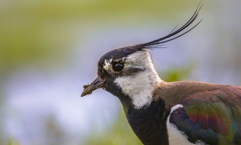 Czajka (Vanellus vanellus)