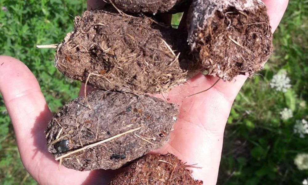 Wypluwki trafią do labolatorium