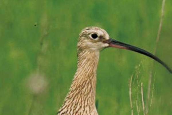 W kwartalniku "Ptaki" (2/2025), wydawanym przez Ogólnopolskie Towarzystwo Ochrony Ptaków ukazał się artykuł dot. ochrony kulika wielkiego napisany przez koordynatora naukowego projektu, Przemysława Obłozę.