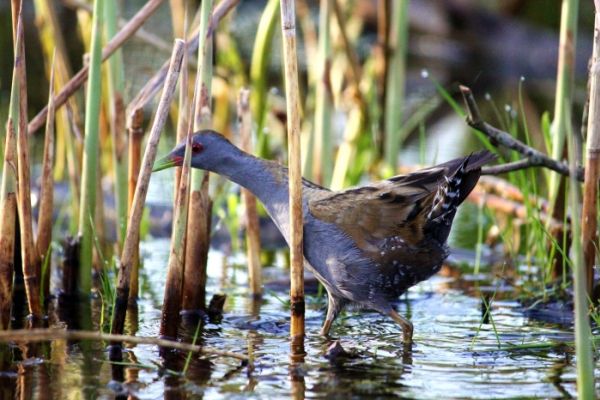 Kajakiem po polderze, czyli 10 zielonek na godzinę