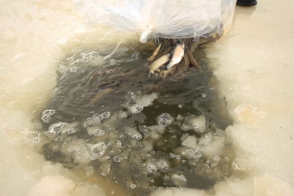 Zarybiliśmy polder szczupakami