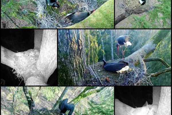 Fotopułapki przy gniazdach w Puszczy Białowieskiej