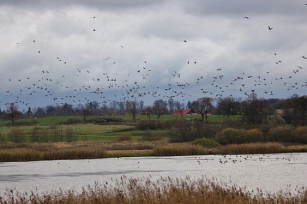 Optymalny poziom wody i znowu krakwa w górę... 1325 ptaków!