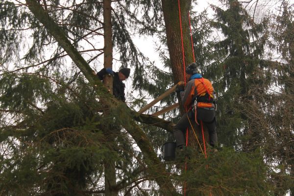 Platformy gniazdowe dla bociana czarnego