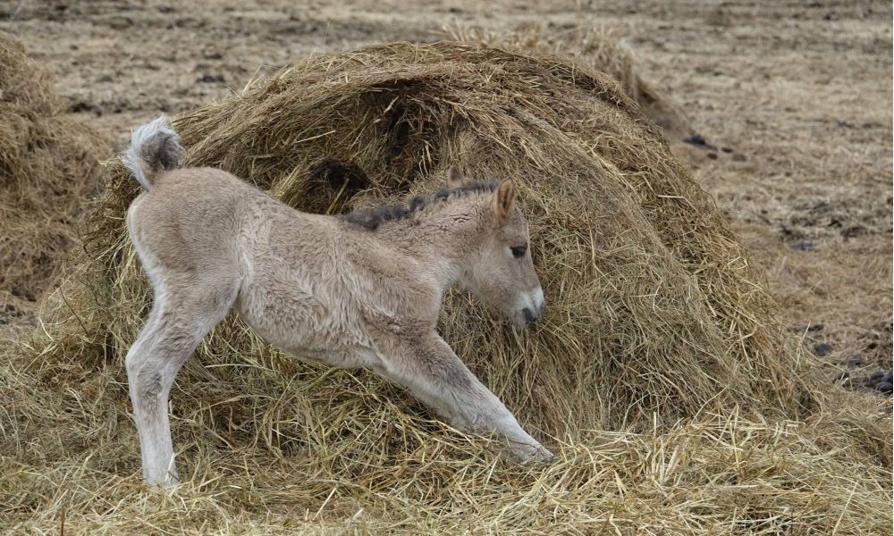 Kto ma ochotę pobrykać ze źrebakami?