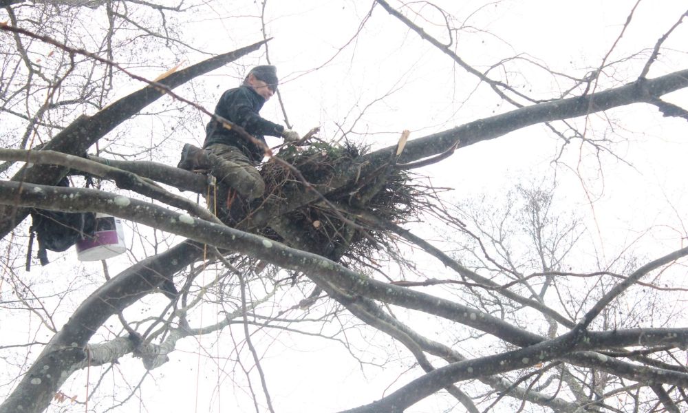 Kolejne platformy dla bociana czarnego gotowe