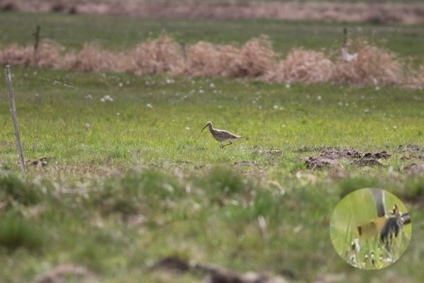 "Lucky 13" / "Golden Cohort" (orig. "Szczęśliwa 13" / "Złotakohorta")