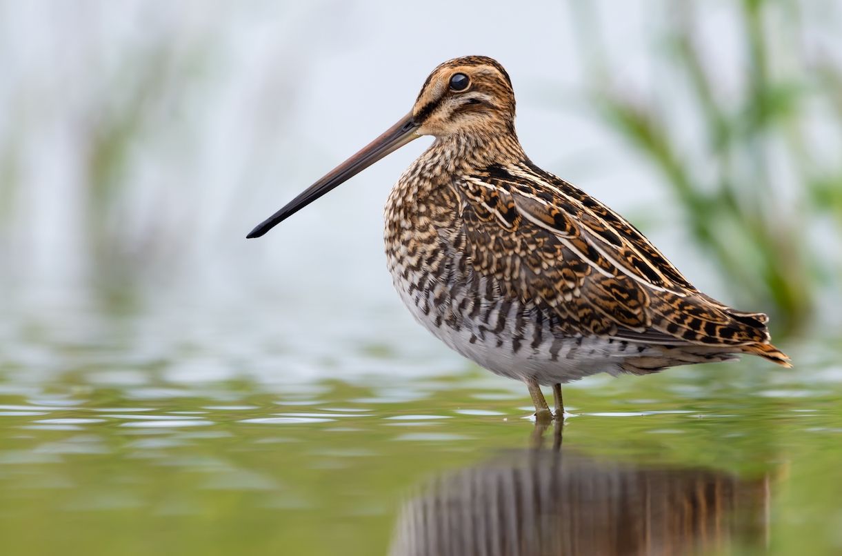 Kszyk (Gallinago gallinago)