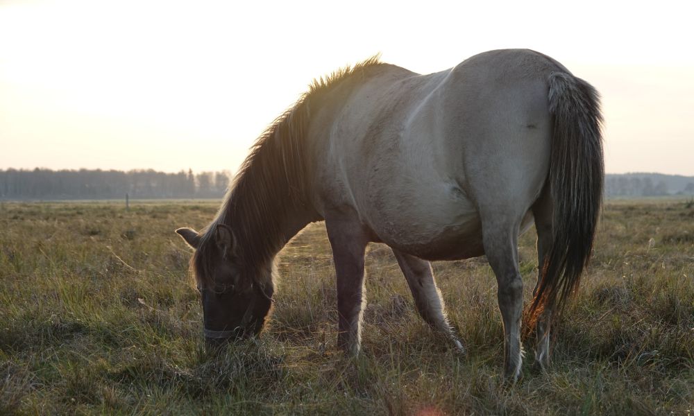 Na Podlasiu już babie lato i poranne przymrozki