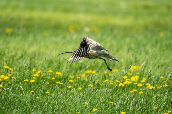 Włącz się w ochronę kulika!
