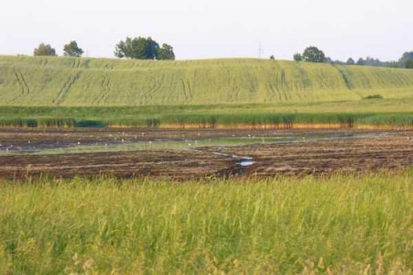2007 - rok masakry ptasiej
