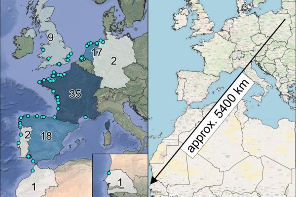 "Kulik pod lupą" c.d.