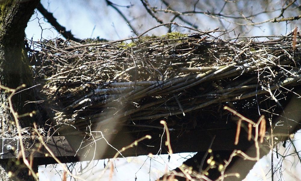 Zajęta platforma dla bociana czarnego!