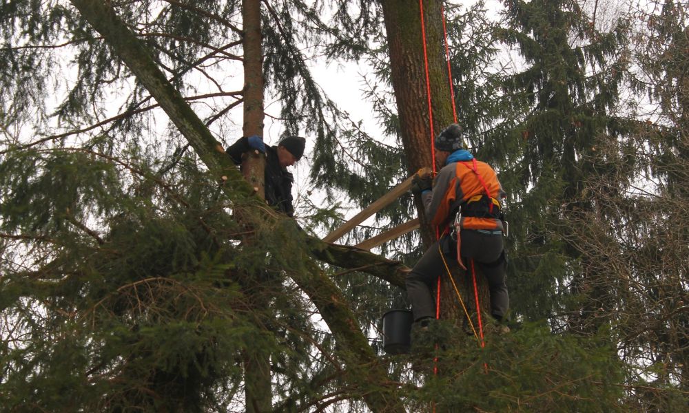 Platformy gniazdowe dla bociana czarnego