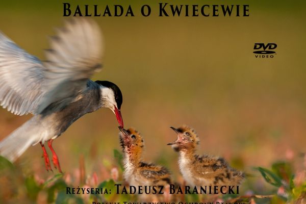 Film "Ballada o Kwiecewie"