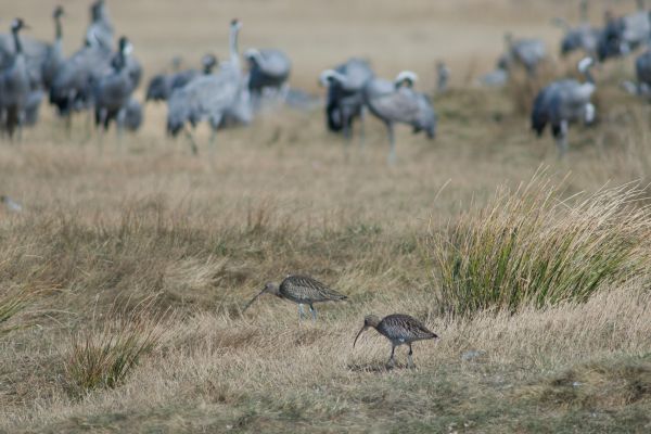 Zaczynamy serię " Kulik pod lupą"