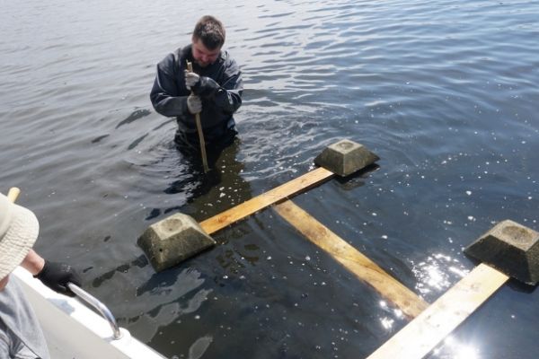 Wodowanie platform dla rybitw