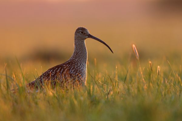 Volunteers monitoring Curlews