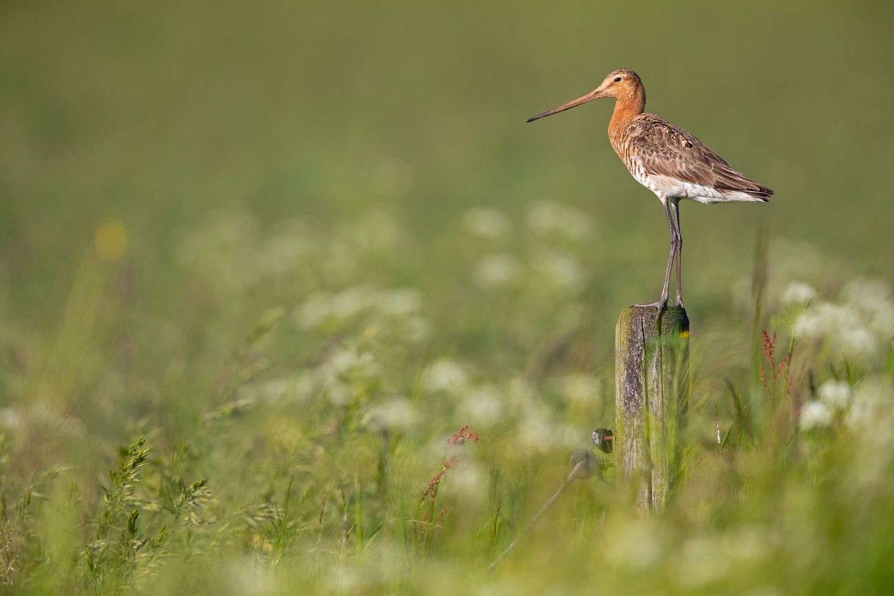 Rycyk (Limosa limosa)