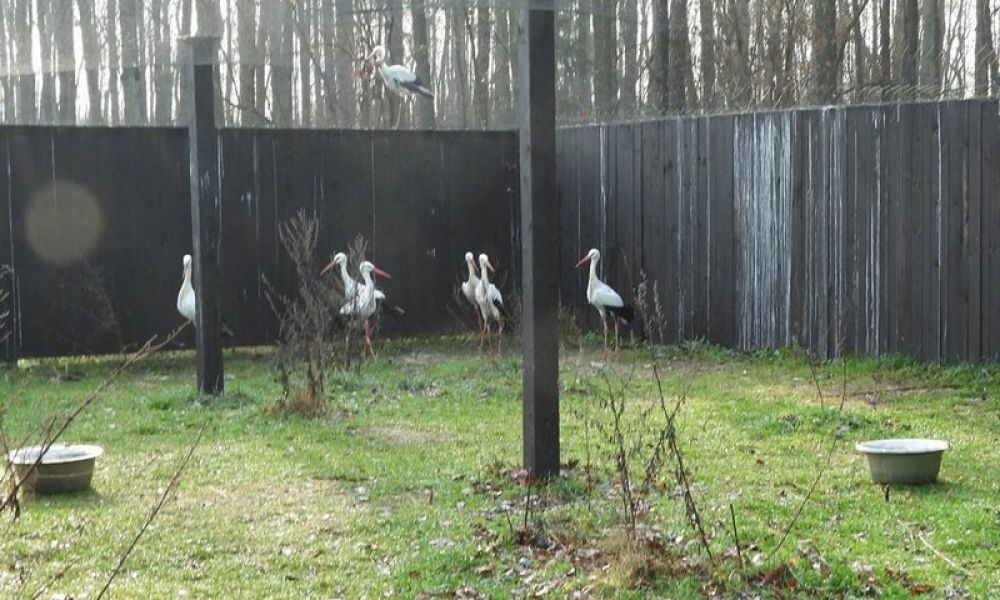 E.4. Międzynarodowa konferencja dotycząca ochrony bociana białego