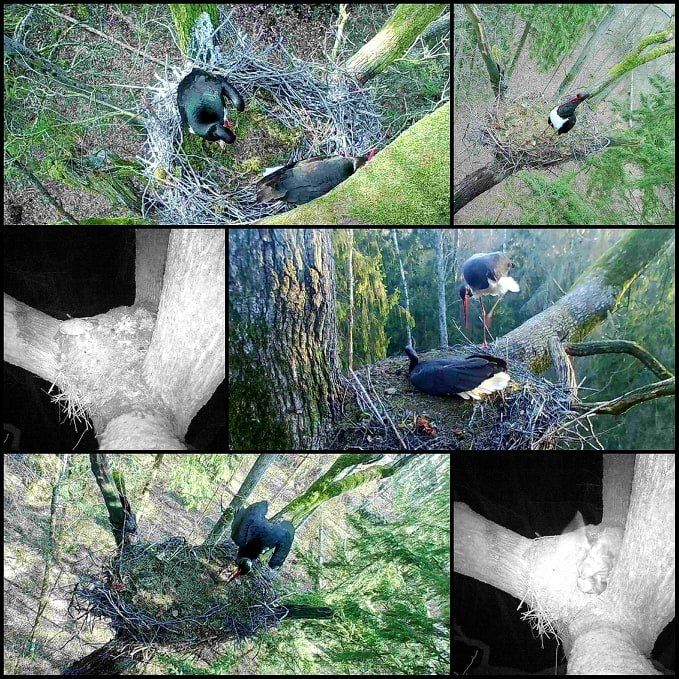 Fotopułapki przy gniazdach w Puszczy Białowieskiej