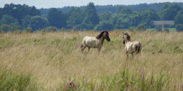Niecka Gródecko-Michałowska