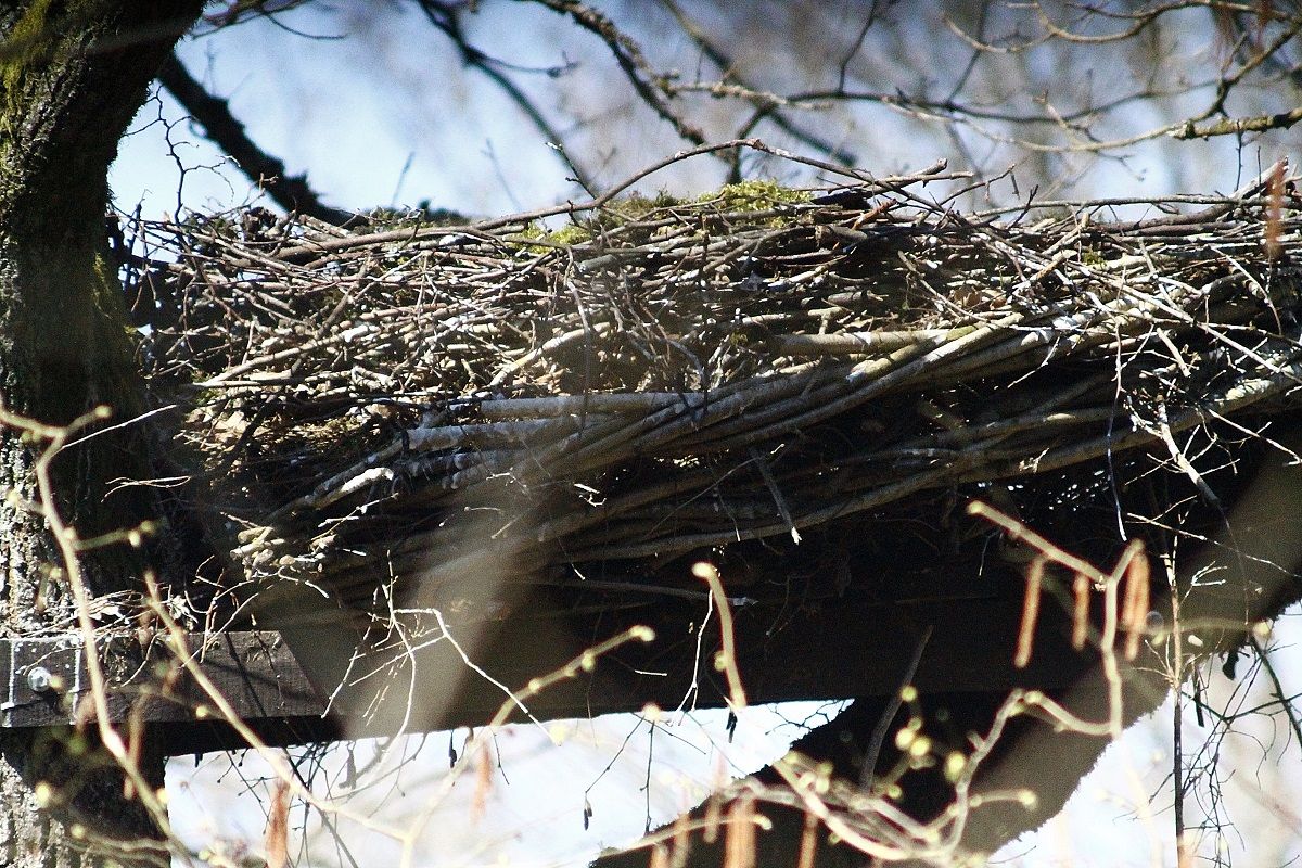 Zajęta platforma dla bociana czarnego!