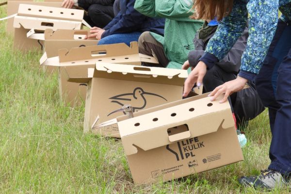 Releasing Curlews into Nature